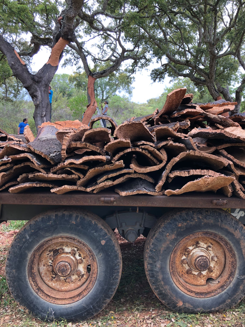Cork bark being stripped and loaded on a truck in the Alentejo in Portugal