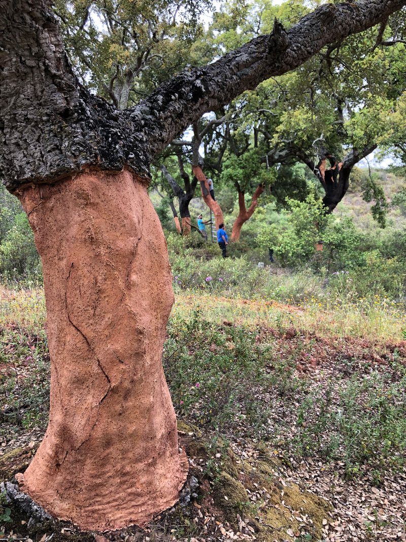 Cork trees being stripped of cork in the Alentejo region in southern Portugal