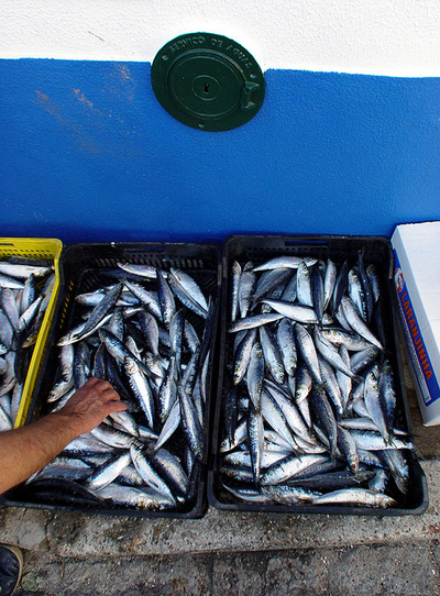 Fresh sardines in Portugal